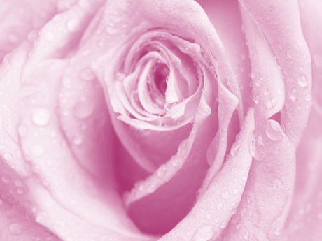 close up of rose head with water droplets 